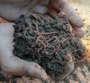 25 Kg Vermicompost Fertilizer