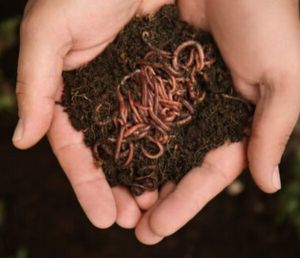 50 Kg Vermicompost Fertilizer