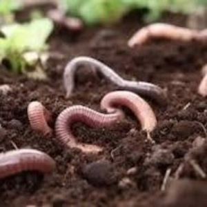 50 Kg Vermicompost Fertilizer