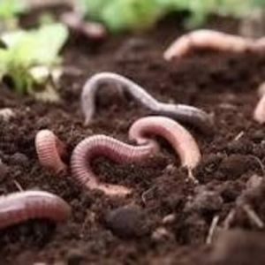 GK Organics Vermicompost Fertilizer (1 Kg)