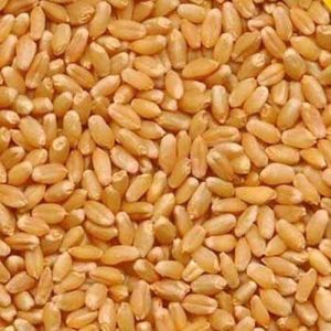 Sharbati Wheat Grain