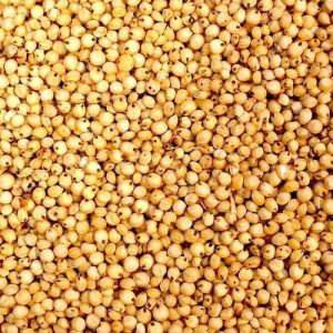 Sorghum Millet Seeds