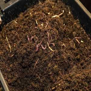Vermicompost Fertilizer