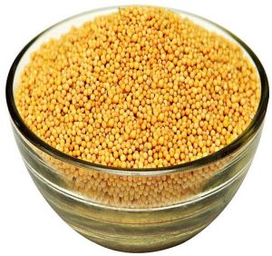 Yellow Mustard Seeds