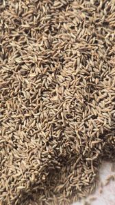 Singapore Cumin Seeds