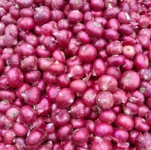 Red A Grade Fresh Onion