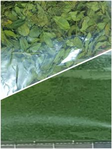 Green Moringa Powder