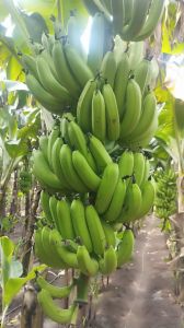 Bananas
