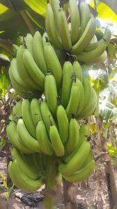 Bananas