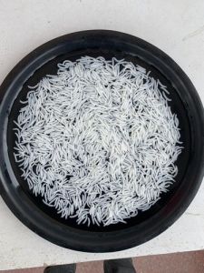 1121 Steam Basmati Rice
