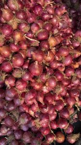 Fresh Red Onion