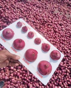 Fresh Red Onion