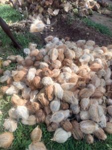 Coconut