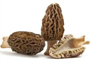 Morel Mushroom