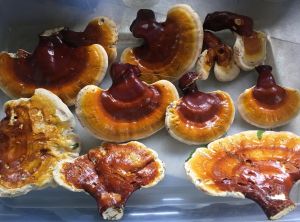 Reishi Mushroom