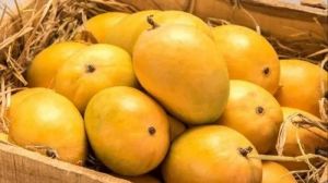 Farm Fresh Mangoes