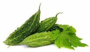 Fesh Green Bitter Gourd