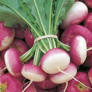 Fresh Turnip Roots