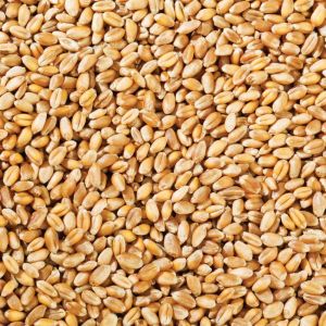 Golden Sihori Wheat