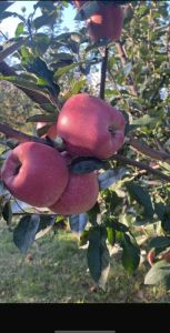 A Grade Kashmiri Apple