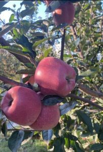 B Grade Kashmiri Apple