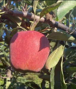 B Grade Kashmiri Apple