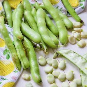 Nutritious Broad Beans