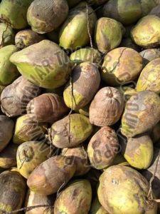 Fresh Green Tender Coconut