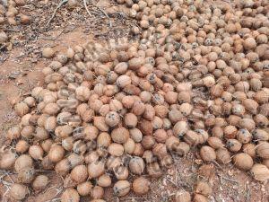 Semi Husked Brown Coconut