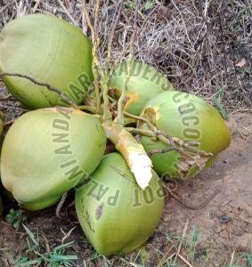 A Grade Green Tender Coconut