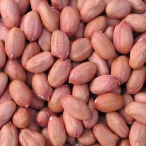 Groundnut Seeds