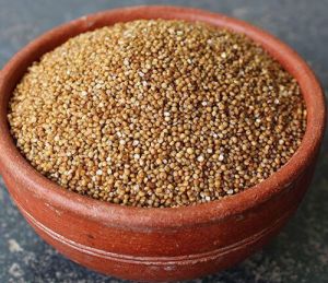 Kodo Millet Seeds