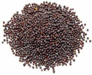 A Grade Black Mustard Seed