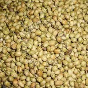 A Grade Coriander Seed