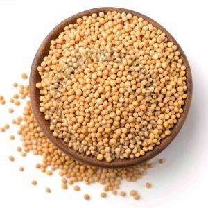 A Grade Yellow Mustard Seed