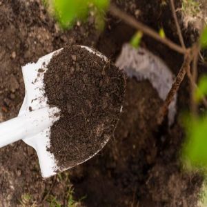 Pure Cow Dung Manure