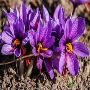 Natural Kashmiri Saffron