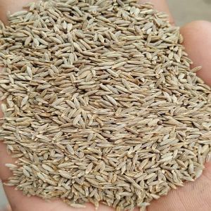 A Grade Cumin Seeds