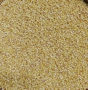 Little Millet Seeds