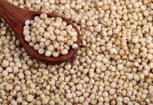 Jowar Seeds