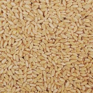 Sharbati C 306 Wheat Seeds