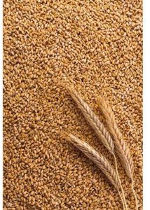 Organic Wheat Seeds