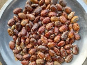 Dried Castor Seeds