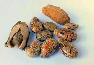 Hybrid Castor Seeds