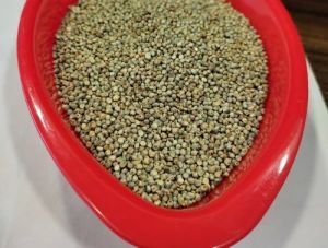 Green Millet Seeds