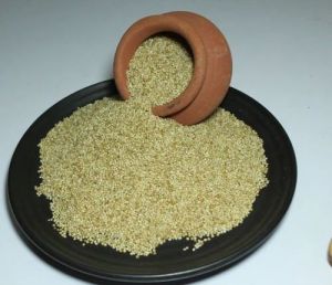Little Millet Seeds