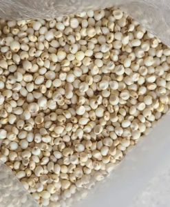 Jowar Seeds