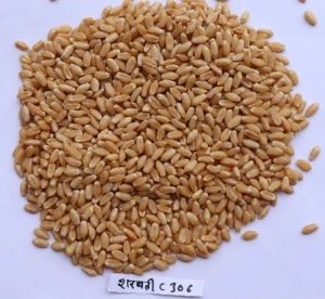 Sharbati C 306 Wheat Seeds