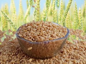 Milling Wheat Seeds