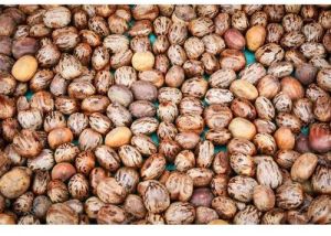 Dried Castor Seeds